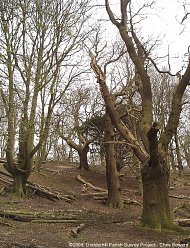 Ancient trees at Piper