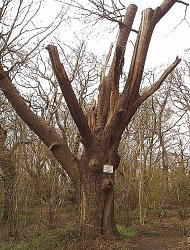 © Historical trees - Piper